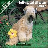 Softcoated Wheaten Terrier 2007 Wall Calendar