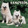 Samoyeds 2008 Wall Calendar