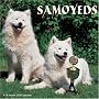 Samoyeds 2008 Wall Calendar