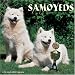 Samoyeds 2008 Wall Calendar by Magnum Publications