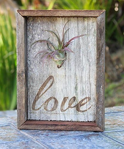 Air Plant Tillandsia Reclaimed Wood Plaque Framed with Love!