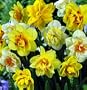 Double Narcissus Mix 8 Bulbs - Deer & Rodent Resistant