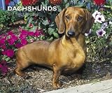 Dachshunds 2007 Calendar
