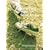 Live & Documentary DVD�uap bank fes �f08�v