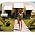 Thumbnail image of Axelle Red