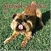 Brussels Griffon 2006 Wall Calendar