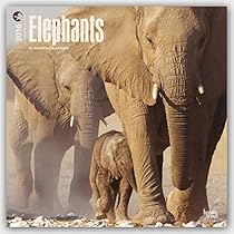 Elephants 2016 Square 12x12 (Multilingual Edition)