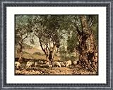 Shephard tending sheep in olive grove Mentone Riviera, c. 1890s, FRMD M-BA