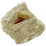Shark Tooth Fossil in Matrix