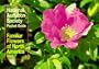 The Audubon Society Pocket Guides; Familiar Flowers of North America