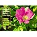 National Audubon Society Pocket Guide to Familiar Flowers: East (The Audubon Society Pocket Guides)