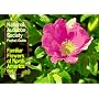 National Audubon Society Pocket Guide to Familiar Flowers: East (The Audubon Society Pocket Guides)