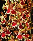 Odcdm. Everglades Elegance orchid Near Blooming Size