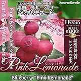 超レアな果樹 ブルーベリー・ピンクレモネード苗 7号 【送料無料】【果樹苗・実生苗】【接ぎ木苗】