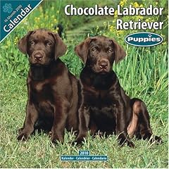Chocolate Labrador Puppies 2010 Wall Calendar #10201-10 (Calendar)