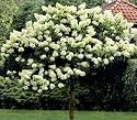 Tree Hydrangea By Collections Etc