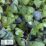 ヘデラ：ハートヘデラ（アイビー）3号ポット4株セット[MPS]