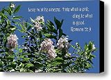 Light Pink Crape Myrtle Rom. 12 v 9 Canvas Print / Canvas Art - Artist Linda Phelps
