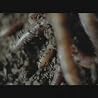 AGORAPHOBIC NOSEBLEED - "Mosquito Holding Human Cattle Prod"