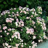 Amazon / Hirts: Roses: OSO Happy Petit Pink Rose - Double Bubble Gum Pink - Proven Winners