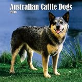 Australian Cattle Dogs 2008 Square Wall Calendar