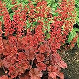 【宿根草】ヒューケラ「チェリー・コーラ」