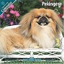 Pekingese 2010 Wall Calendar #10059-10