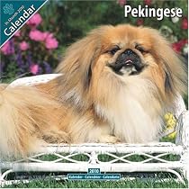 Pekingese 2010 Wall Calendar #10059-10