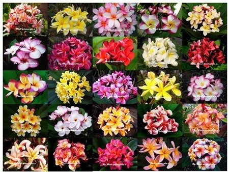 5 FRESH MIXED PLUMERIA SEEDS!!!!same rare!!!