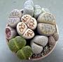 Living Stone Plant - Lithops - Multiple Species -3 Pot"