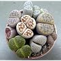 Living Stones 10 Seeds
