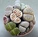 Outdoor Living : Living Stones 10 Seeds- Lithops- Succulents! - FREE SHIPPING ON ADDITIONAL HIRTS SEEDS ORDERED & PAID WITH ONE PAYMENT!