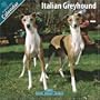 Italian Greyhound 2010 Wall Calendar #10087-10