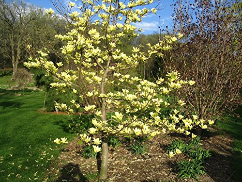 #1237*DWARF YELLOW ORCHID TREE*8 SEEDS*Rare* #1237*DWARF YELLOW ORCHID TREE*8 SEEDS*Rare*