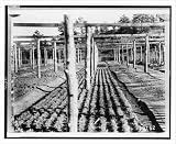 Historic Print (L): [Bed of one-year-old yellow pine trees, Mount Herman Nursery, Pike National Forest, El P