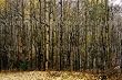 Vince Lausen Photograph 189-01 Medium
