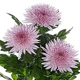キク（ポットマム）：アナスタシアピンク4.5号鉢植え[鉢植え・切花で楽しむ洋種菊]