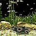 DEESEE(TM) New arrival trunk decoration resin Bole for aquarium fish tank