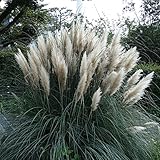 パンパス（パンパグラス）：白花3.5号ポット 2株セット