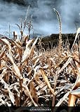 61Mpkj2uPUL SL160 in Photograph breast high among the corn size: 50 x 70 cm by Graham Rhodes