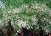 American Fringe Tree (Chionanthus virginicus)