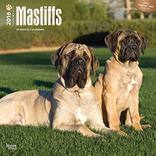Mastiffs - 2016 Calendar 12 x 12in