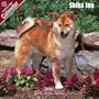 2009 Shiba Inu Wall Calendar