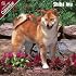 2009 Shiba Inu Wall Calendar