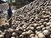 Photo Jigsaw 16x12 (40x30cm) Coconut plantation on Koh Samui by Robert Harding