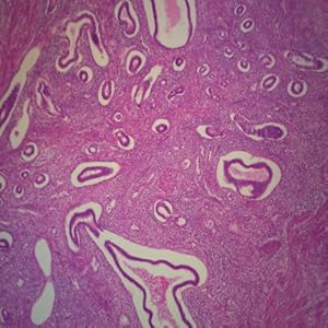 Human Uterus Microscope Slide, sec.