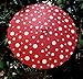 Quasimoon PaperLanternStore.com 32 Inch Red Polka Dot Paper Parasol Umbrella