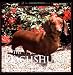 The Dachshund: A Dog for Town and Country