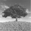 Big Oak Gallery Wrapped Canvas - 20x20"