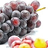 山梨県産 種なし ピオーネ 大粒熟成 1kg 以上 ２房入り